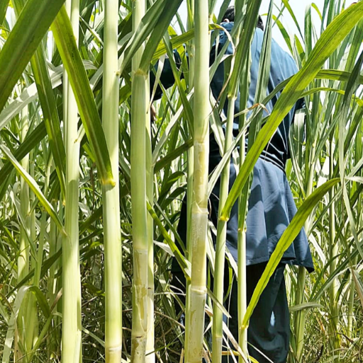 Sugar Cane Sugar cane cultivation